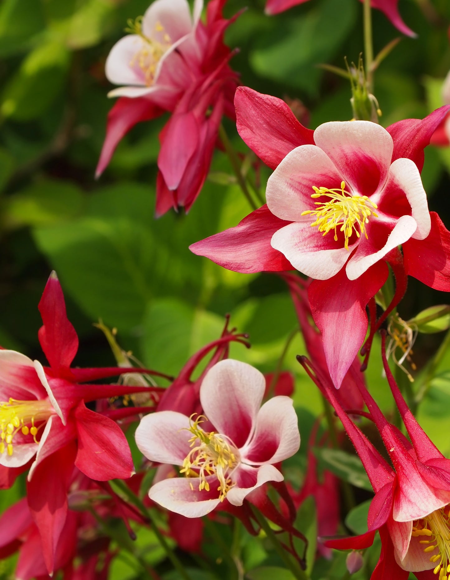 Pastellakleja aquilegia crimson star