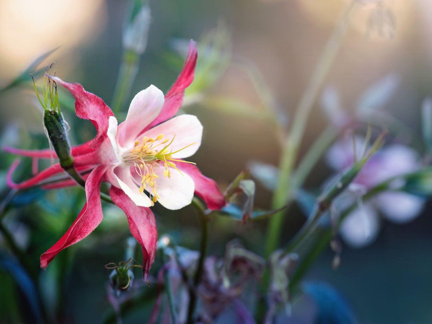 Pastellakleja aquilegia crimson star