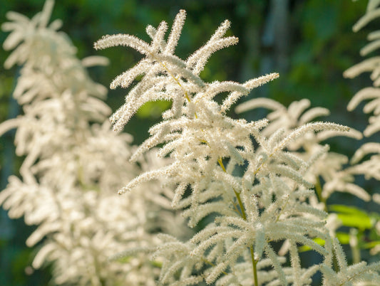 Silverastilbe Astilbe Japonica-Gruppen 'Deutschland'