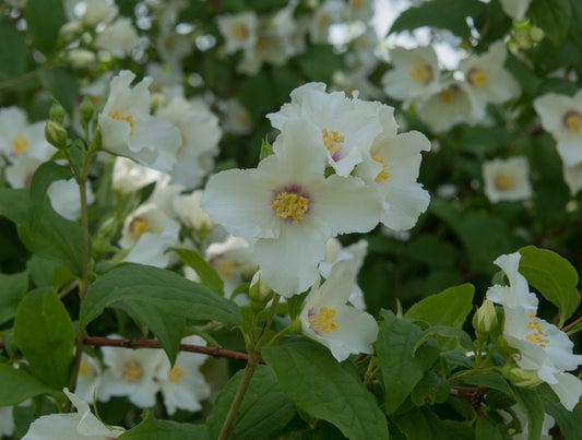 Philadelphus Belle Etoile 30-40 cm