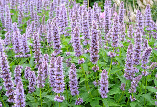 Blue Fortune Agastache