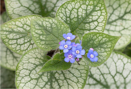 Kaukasisk förgätmigej Jack Frost