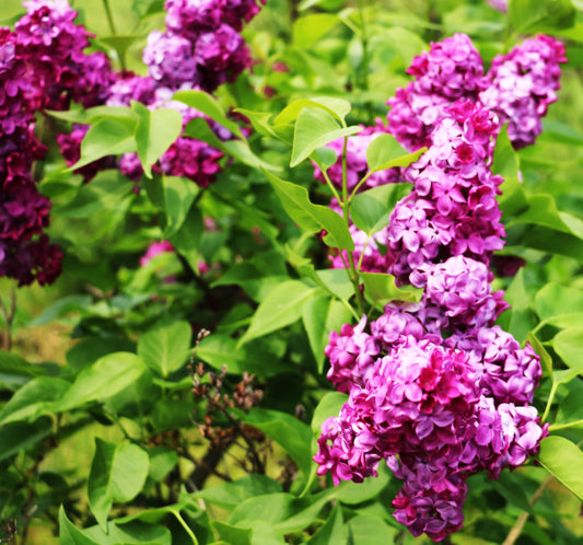 Syren 'Charles Joly' 120 cm