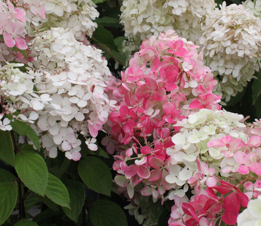 Diamond rouge 25-20 cm