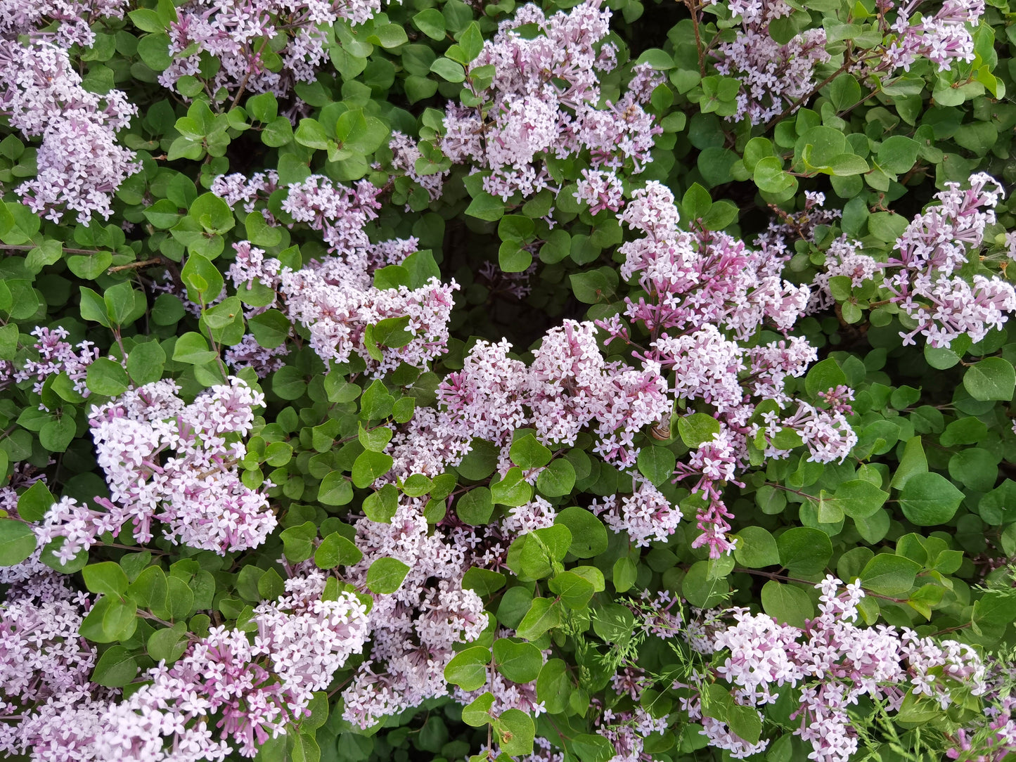 Dvärgsyren på stam Palbin 120 cm