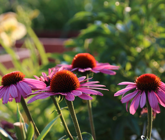 Röd solhatt 'Magnus'