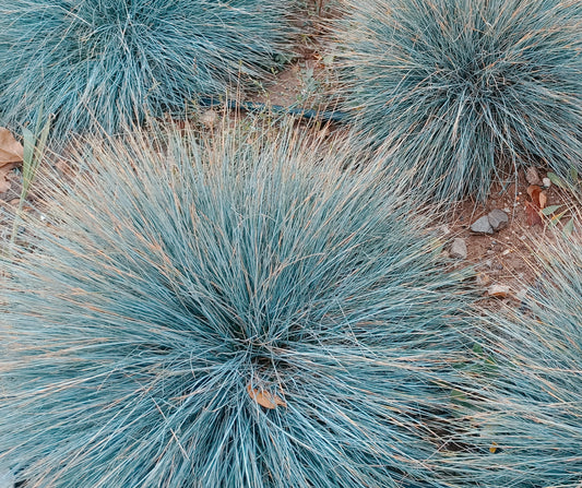 Blåsvingel 'Elijah Blue'