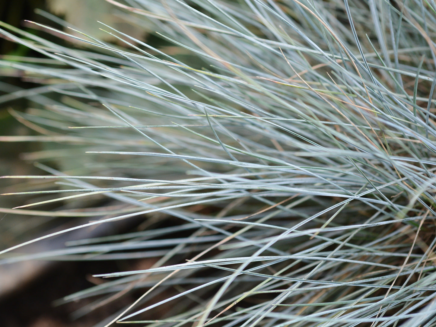 Blåsvingel 'Elijah Blue'