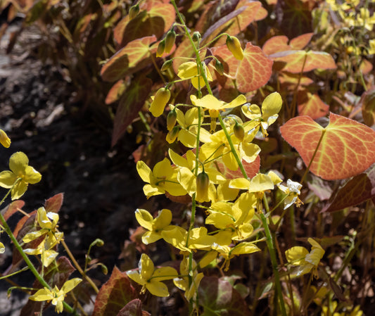Taggig sockblomma 'Frohnleiten'