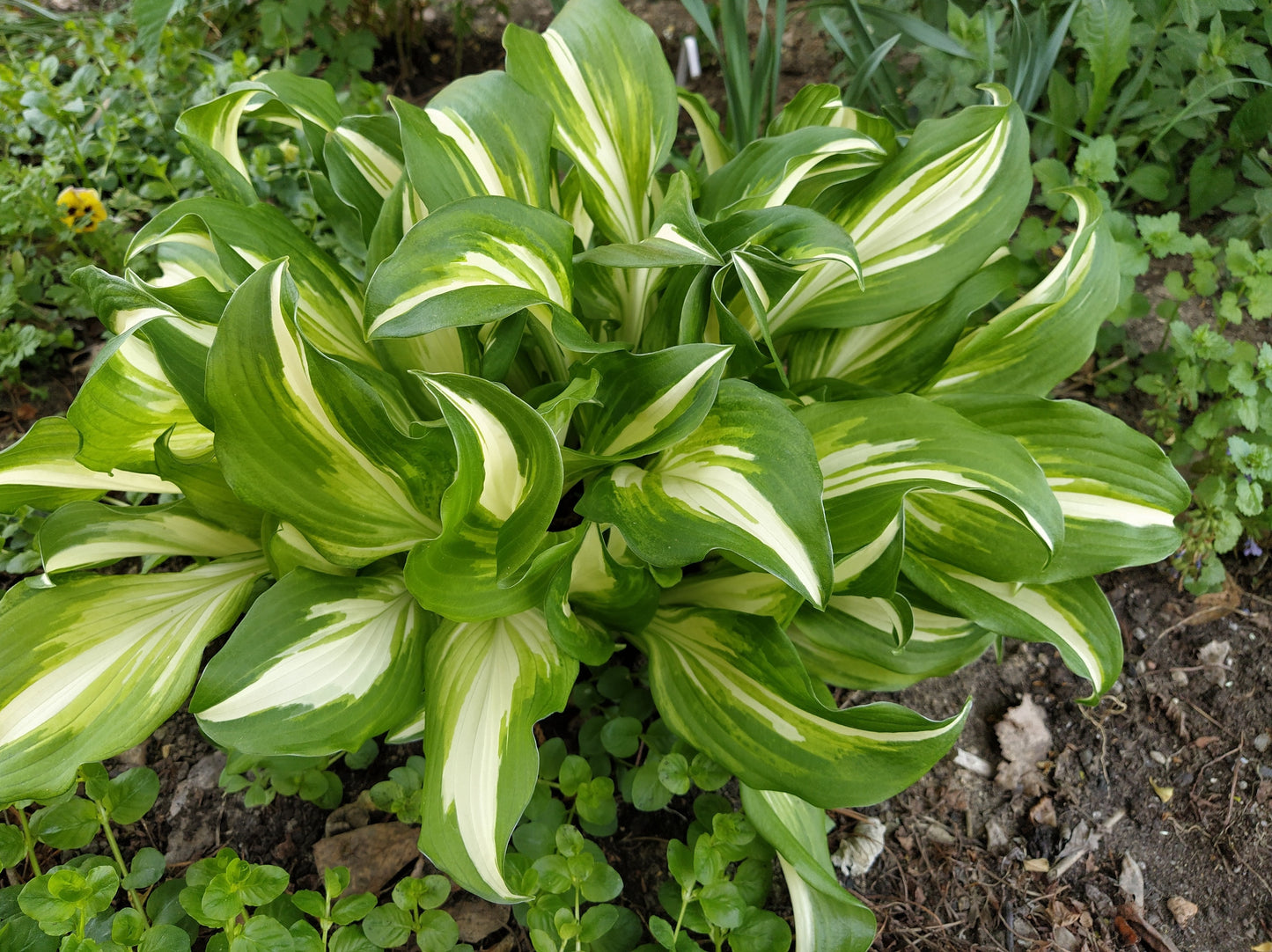 Funkia Undulata 'Mediovariegata'