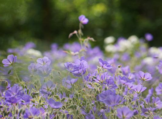 Trädgårdsnäva Rozanne Geranium