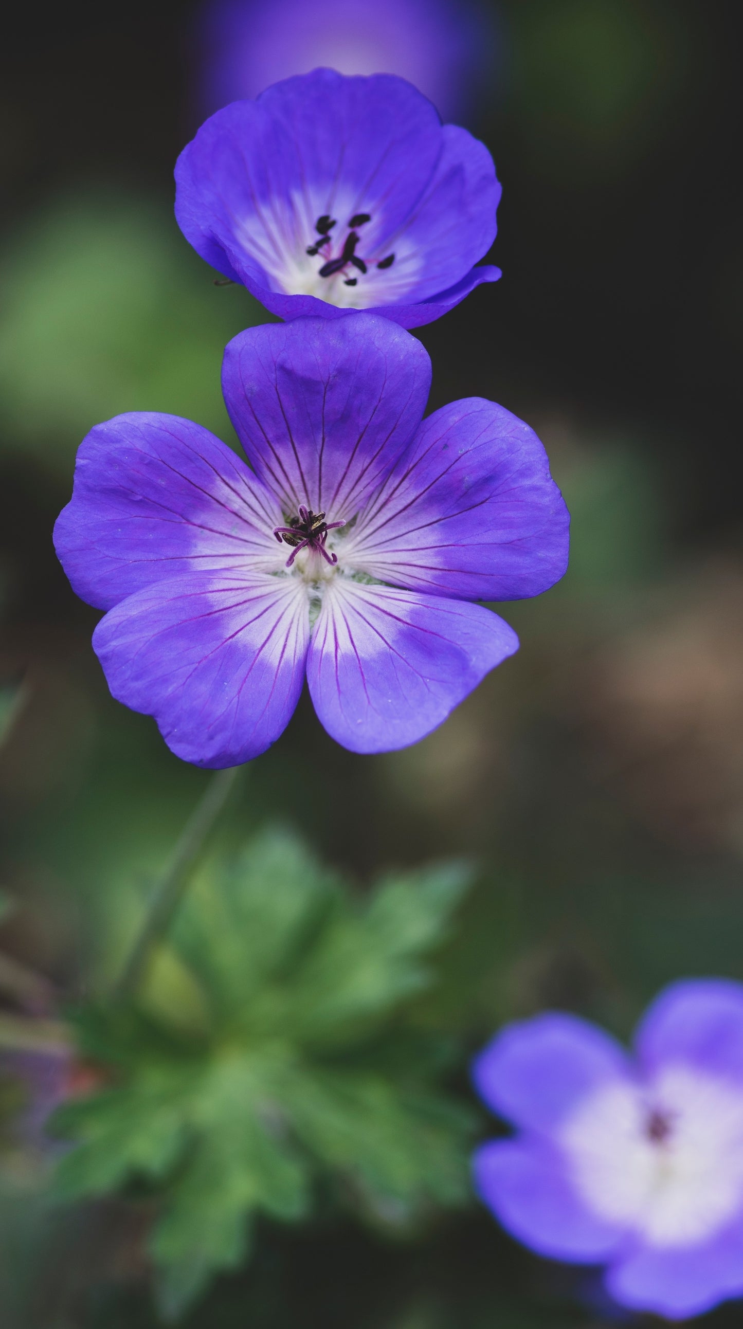 Trädgårdsnäva Rozanne Geranium