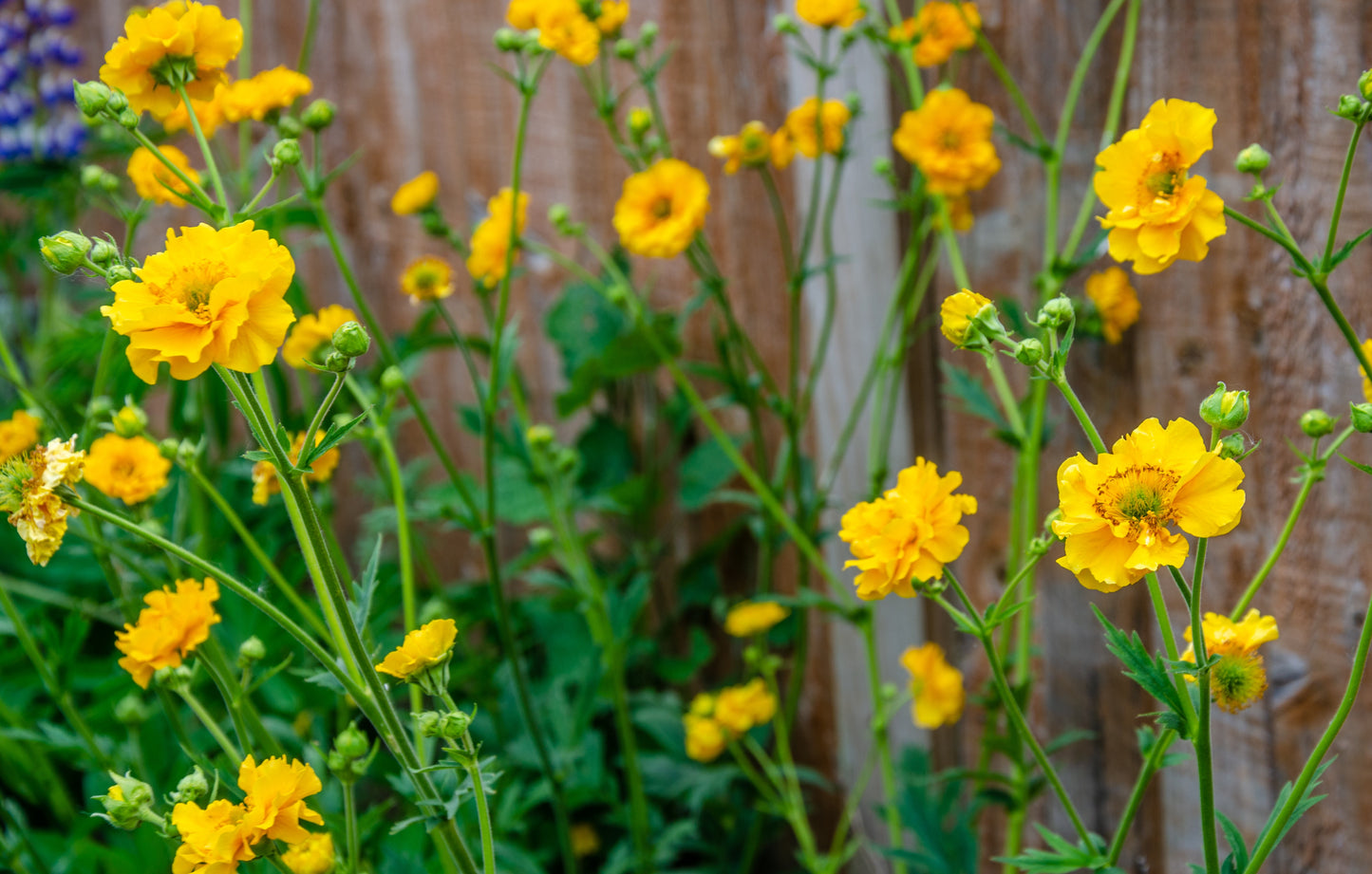 Praktnejlikrot 'Lady Stratheden'