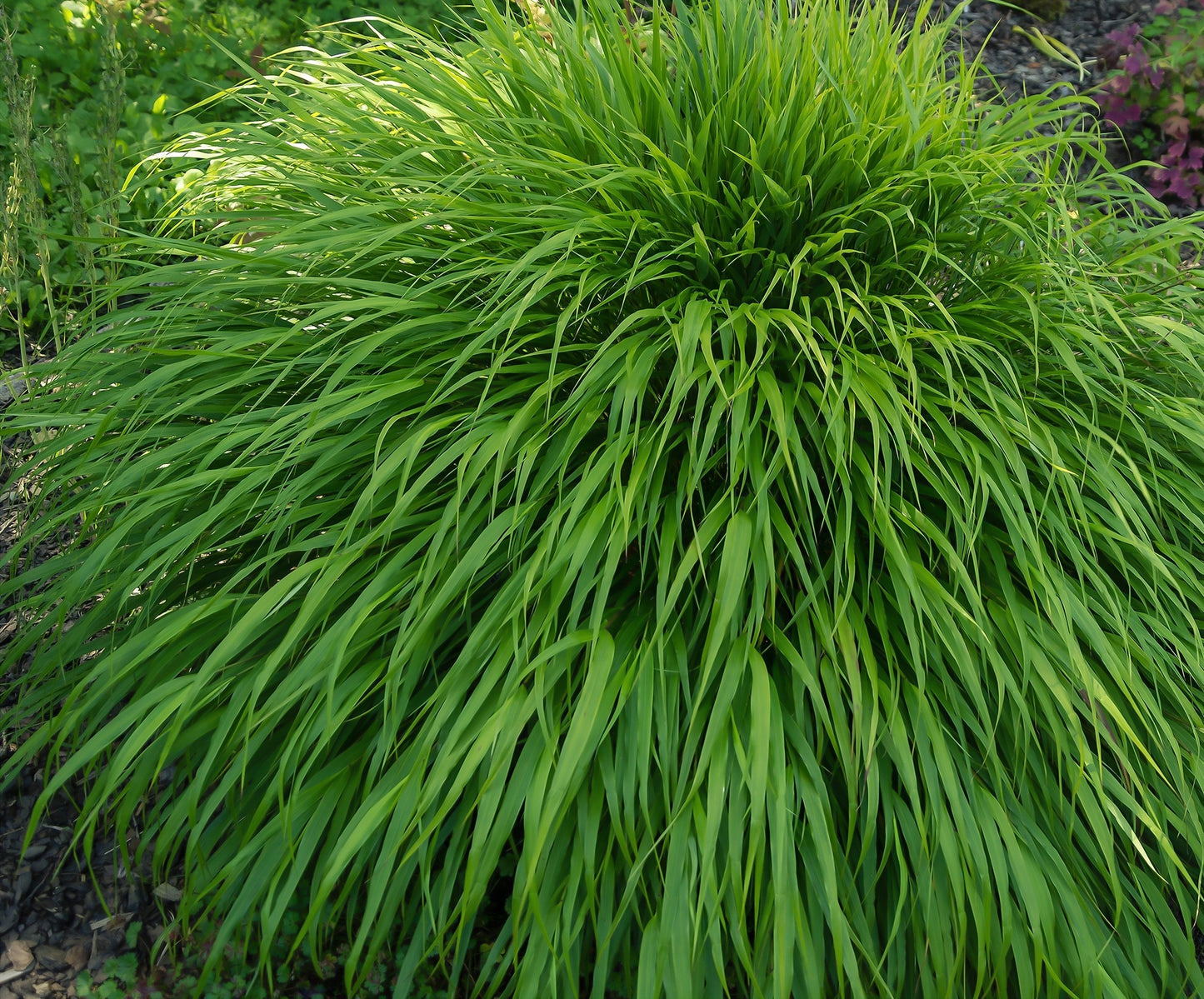 Hakonegräs Hakonechloa macra