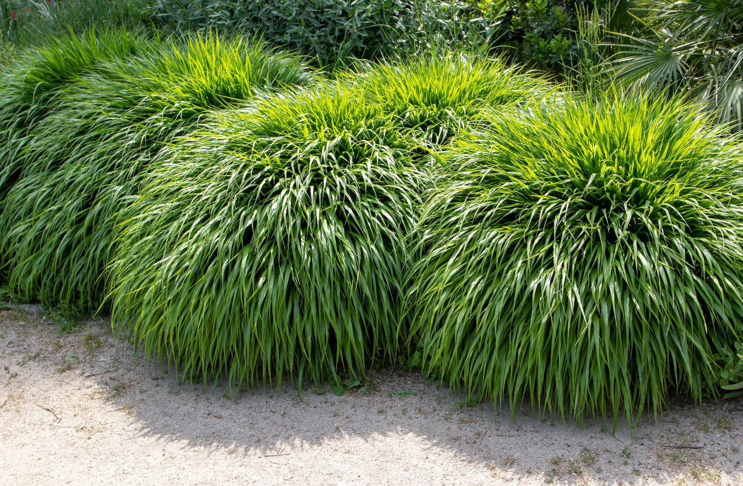 Hakonegräs Hakonechloa macra