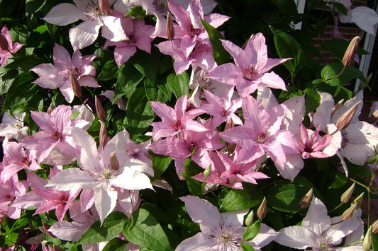 Klematis Hagley Hybrid