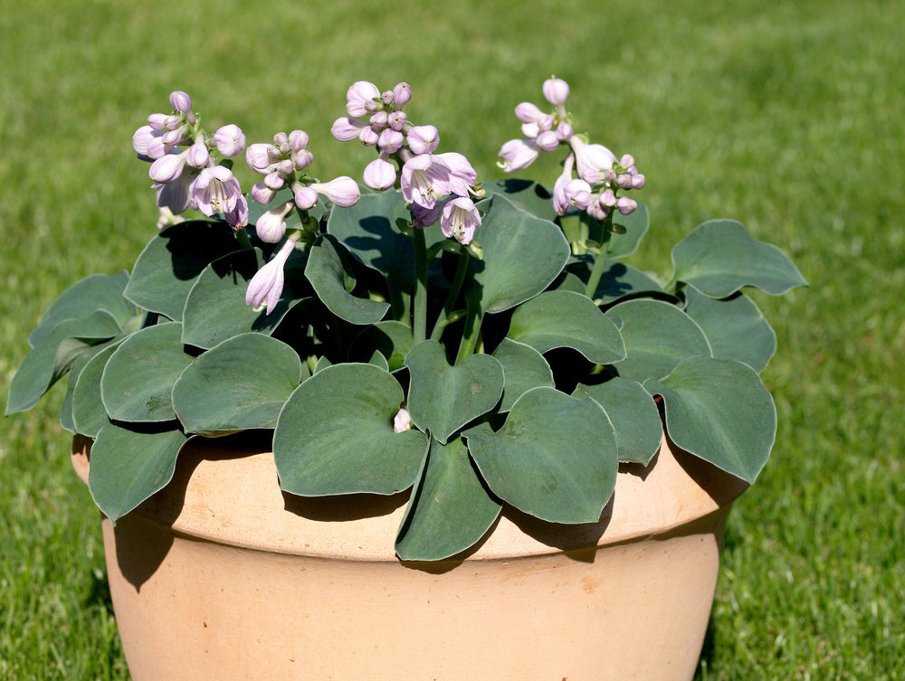 Funkia Blue Mouse Ears P9