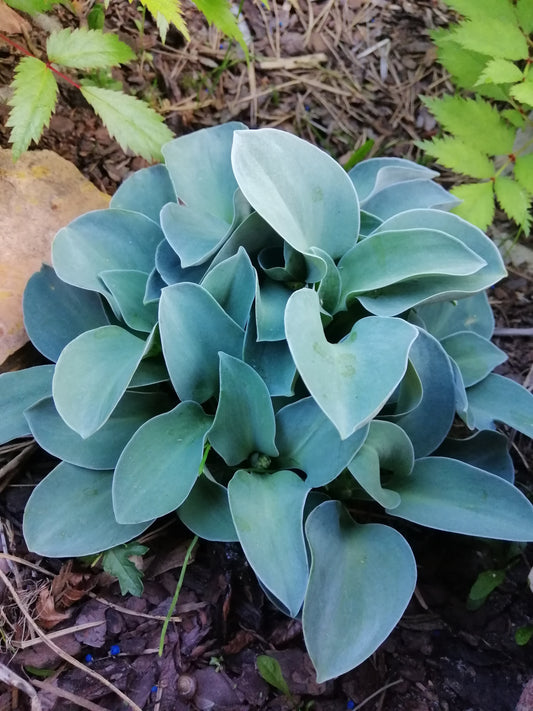 Funkia Blue Mouse Ears P9