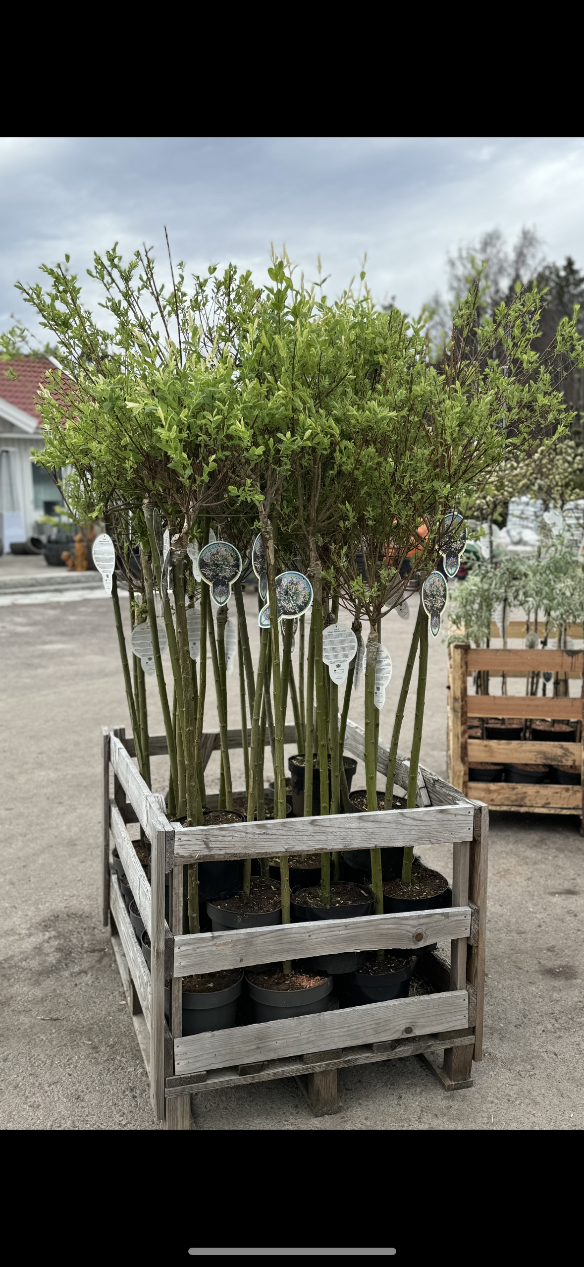 Eukalyptusvide, Salix integra 'Hakuro Nishiki' 120 cm