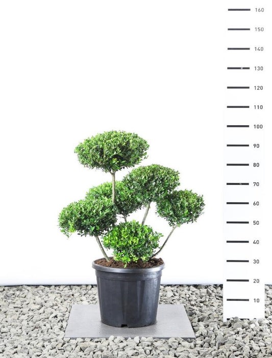 Bonsai Ilex crenata "Green hedge" 70-80 cm