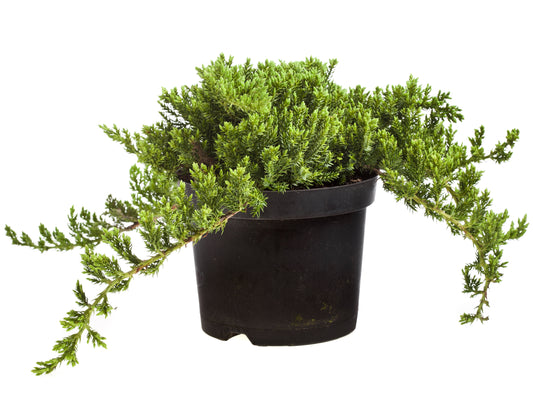 Juniperius Green carpet 25-30 cm