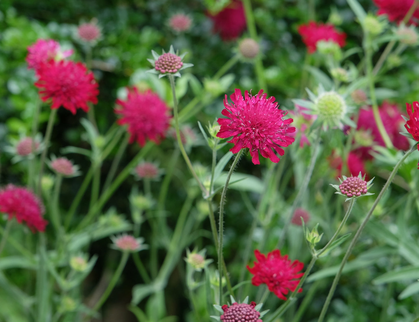 Grekisk vädd Knautia macedonica