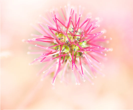 Taggpimpinell Acaena microphylla 'Kupferteppich',