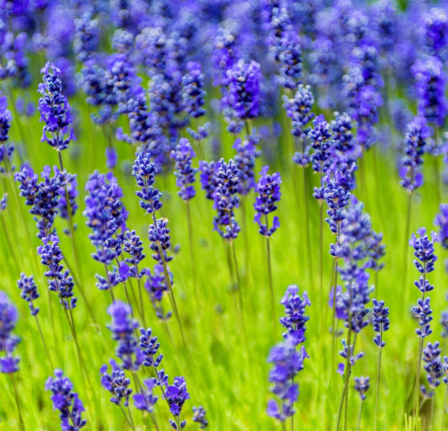 Lavendel Munstead
