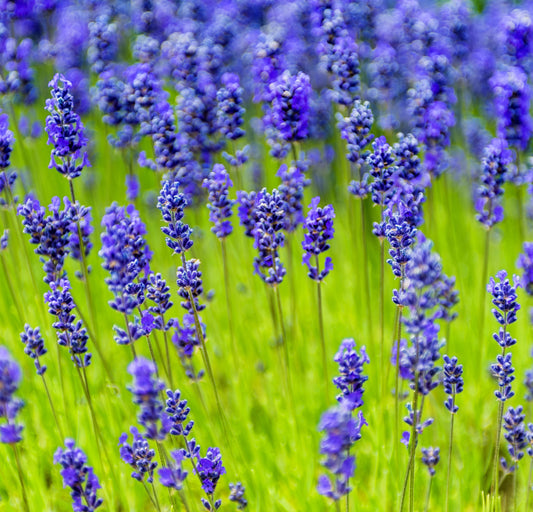 Lavendel Munstead