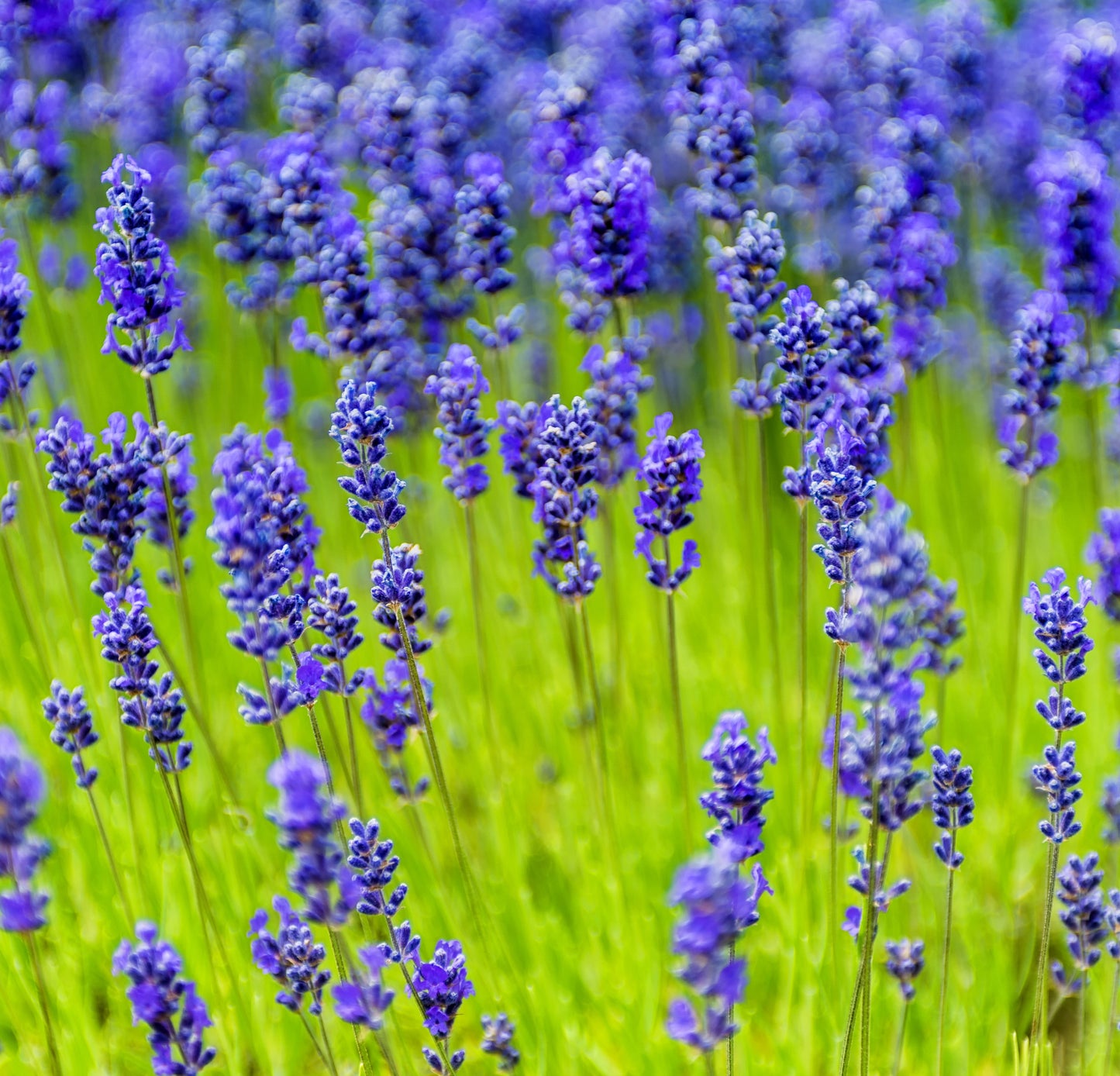 Lavendel Munstead p9