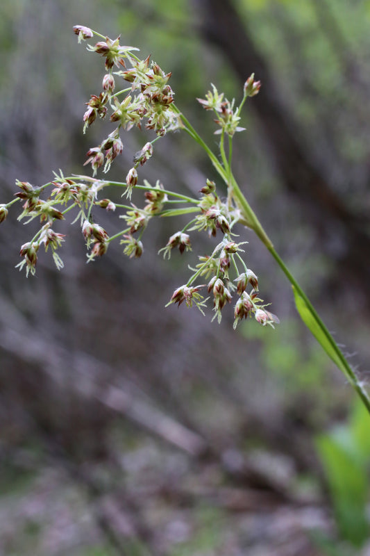 Storfryle Luzula sylvatica