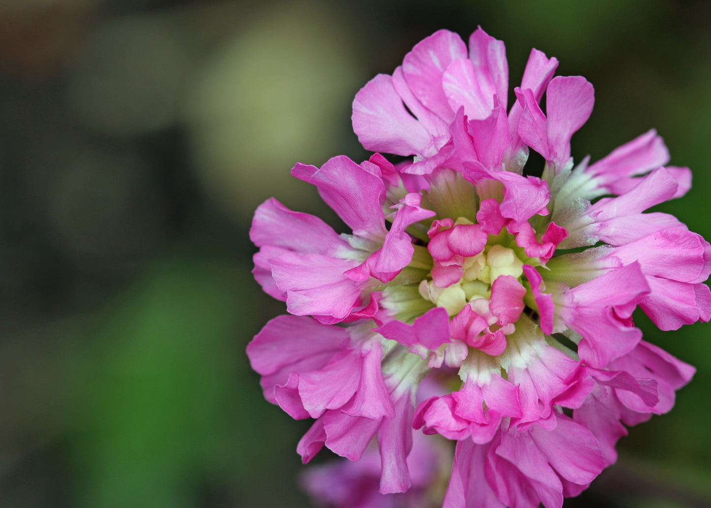 Tjärblomster Lychnis viscaria 'Splendens'
