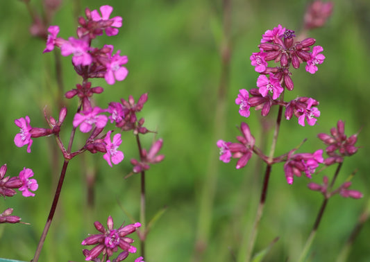 Tjärblomster Lychnis viscaria 'Splendens'