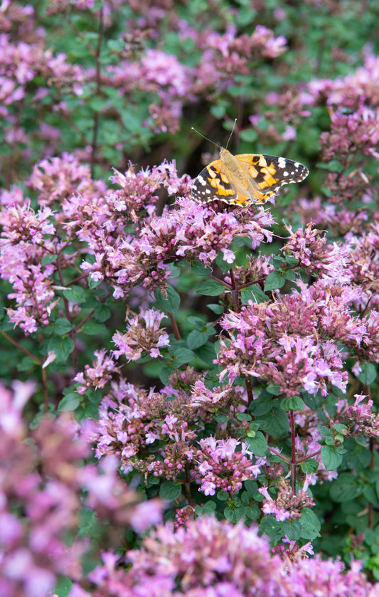 Mejram 'Rosenkuppel' Origanum 'Rosenkuppel'