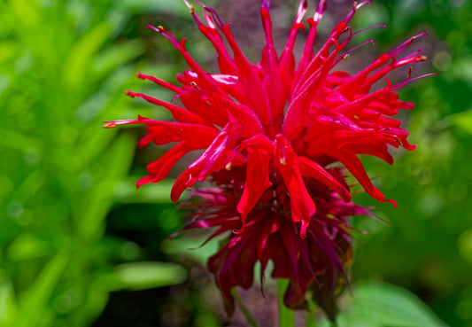 Monarda cambridge scarlet
