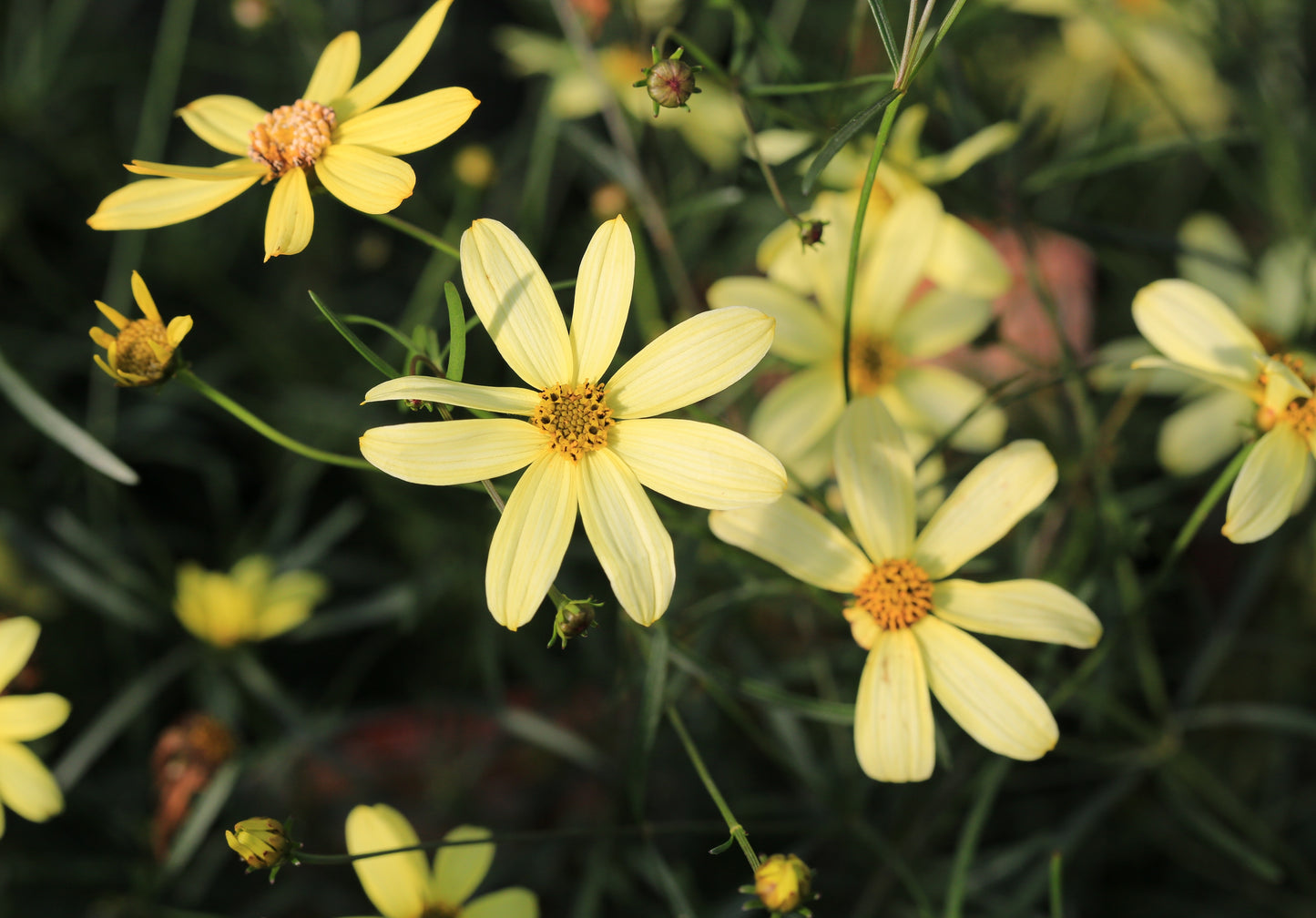 Moonbeam' Coreopsis verticillata 'Moonbeam'