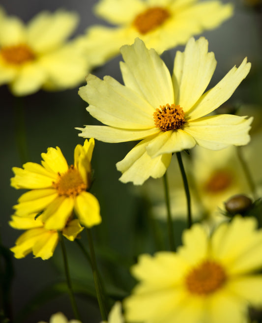 Moonbeam' Coreopsis verticillata 'Moonbeam'