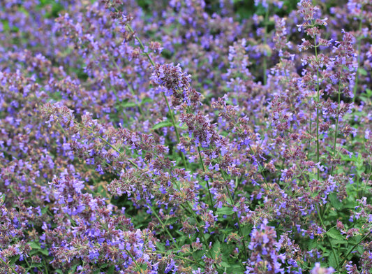 Kantnepeta 'Six Hills Giant' Nepeta x faassenii