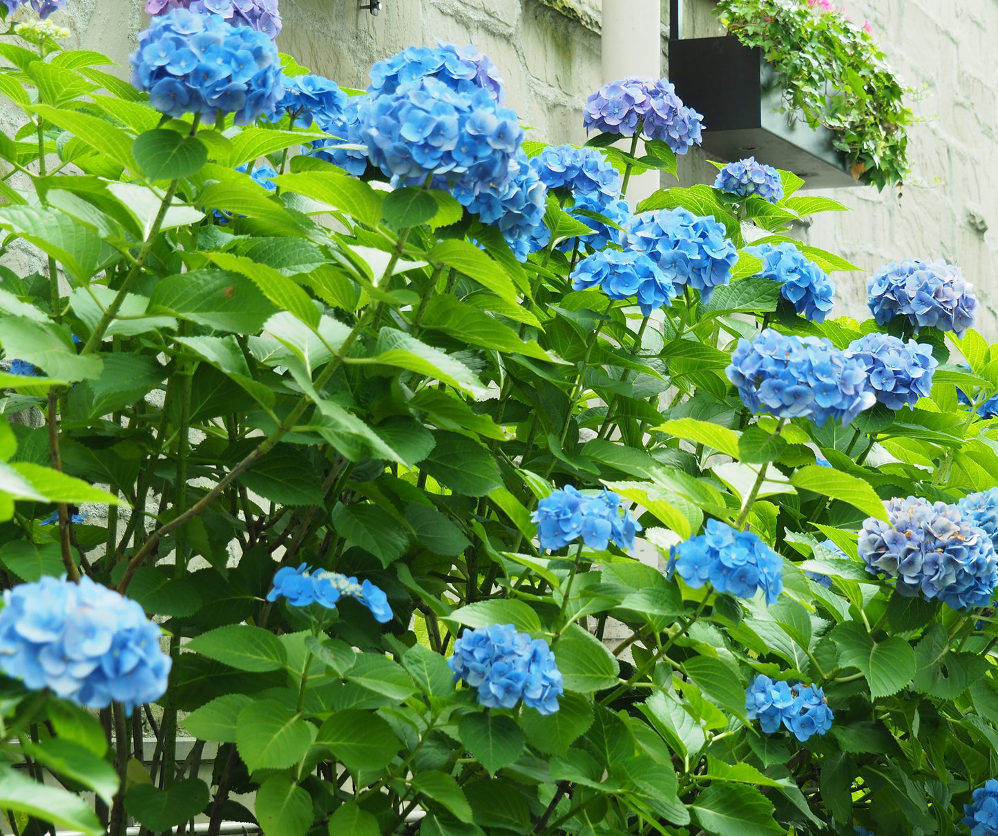 Hortensia Nikko Blue