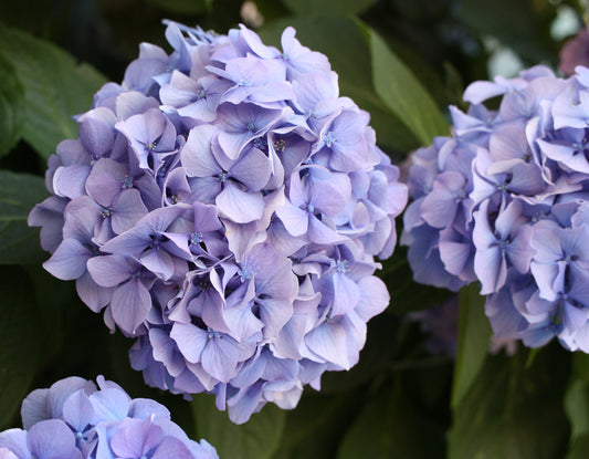 Hortensia Nikko Blue