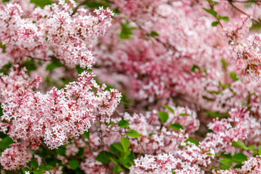 Dvärgsyren på stam Palbin 120 cm