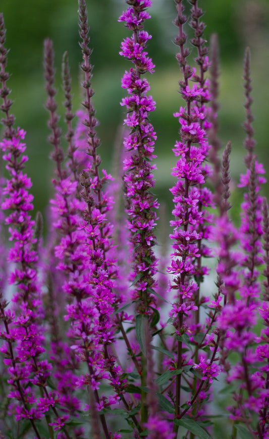 Fackelblomster 'Robert' Lythrum salicaria
