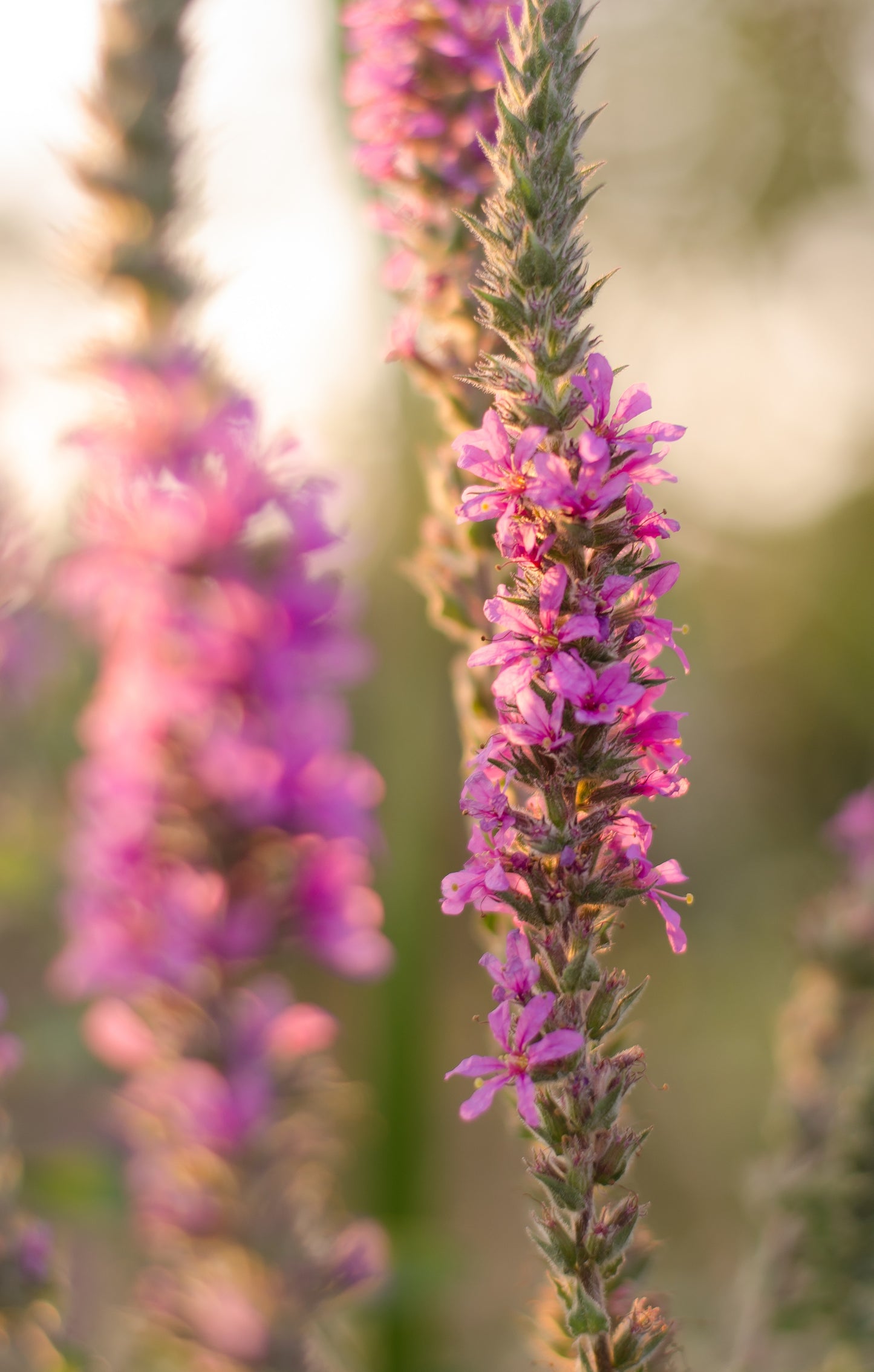 Fackelblomster 'Robert' Lythrum salicaria