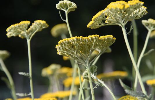 Röllika 'Coronation Gold'