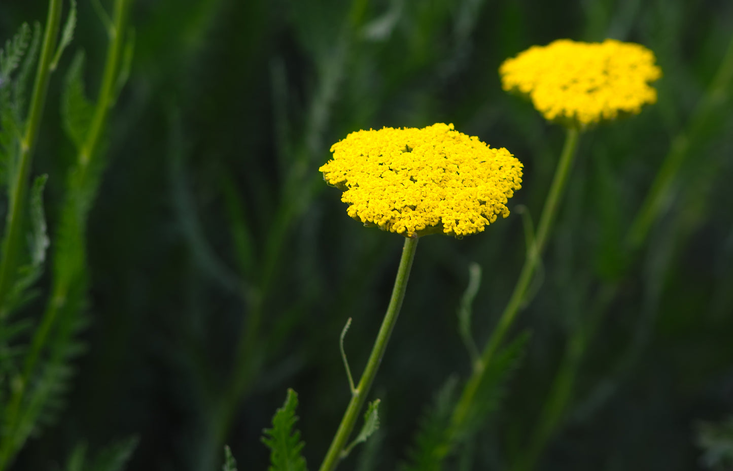 Röllika 'Coronation Gold'