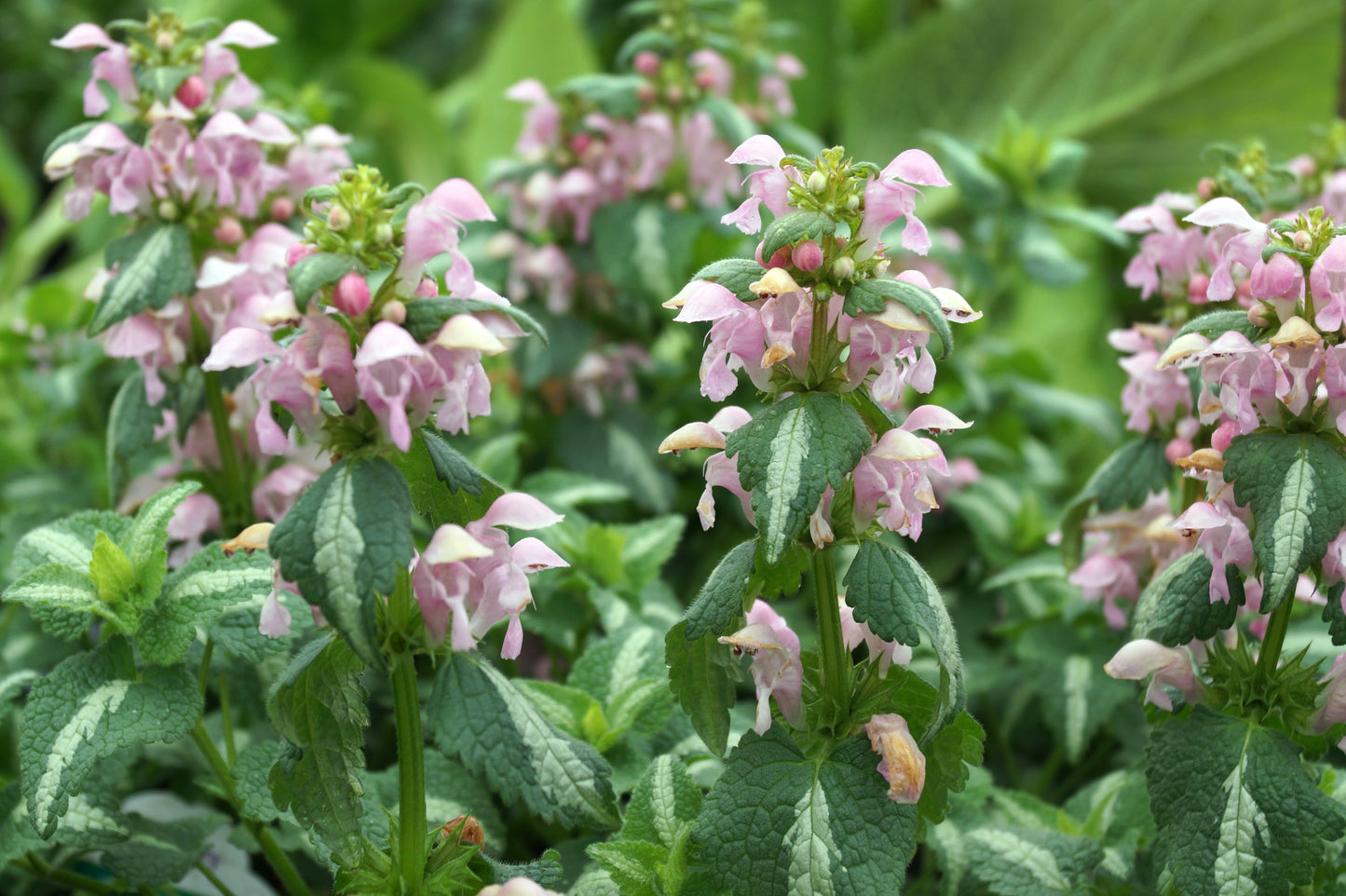 Rosenplister Lamium maculatum ‘Shell Pink’