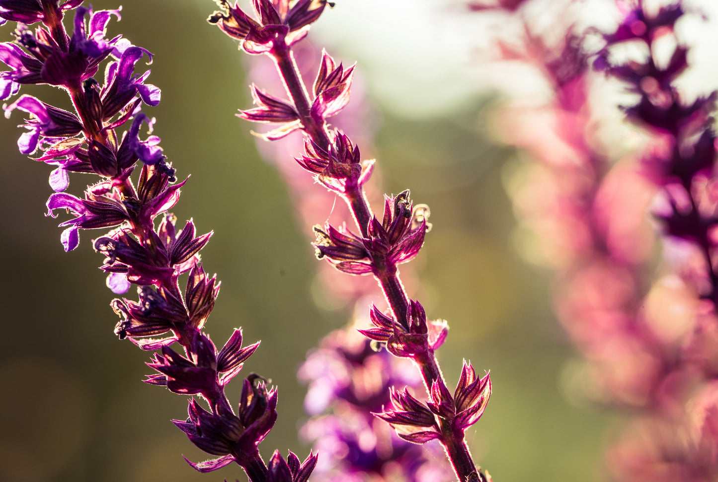 Stäppsalvia 'Caradonna'