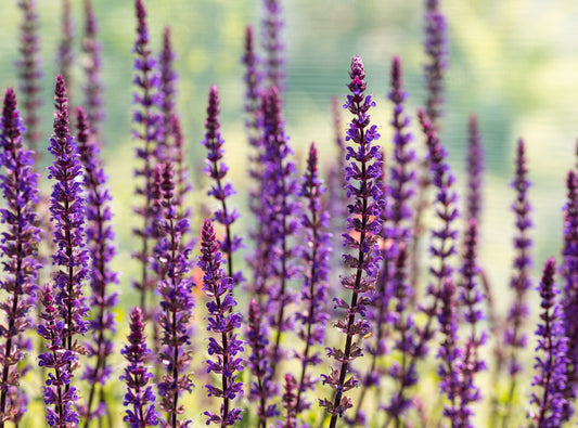 Stäppsalvia 'Caradonna'