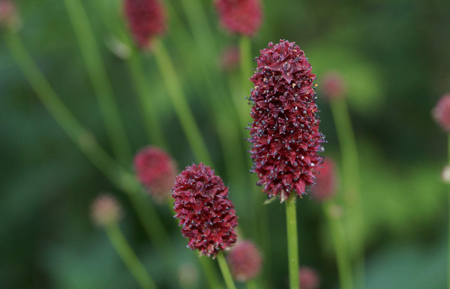 Blodtopp Sanguisorba officinali