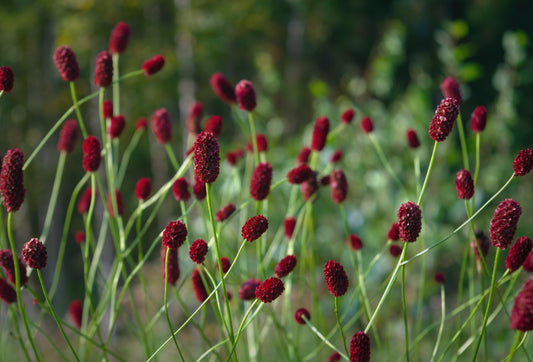 Blodtopp Sanguisorba officinali